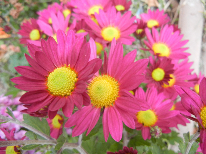 Purple & Yellow Chrysanth (2011, Nov.07) - Purple Yellow Chrysanthemum