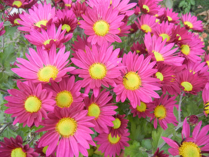 Purple & Yellow Chrysanth (2011, Nov.07)