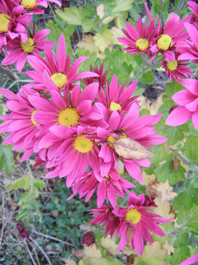 Purple & Yellow Chrysanth (2011, Nov.07)