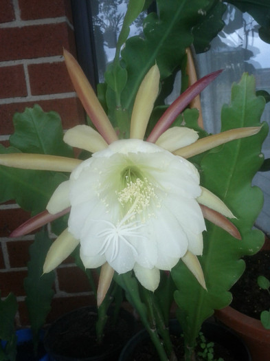 9.11.11 - White epiphyllum