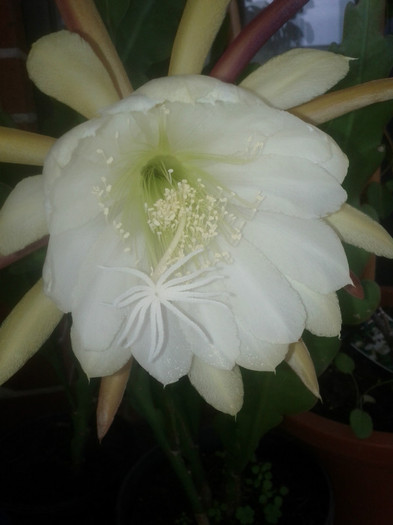  - White epiphyllum