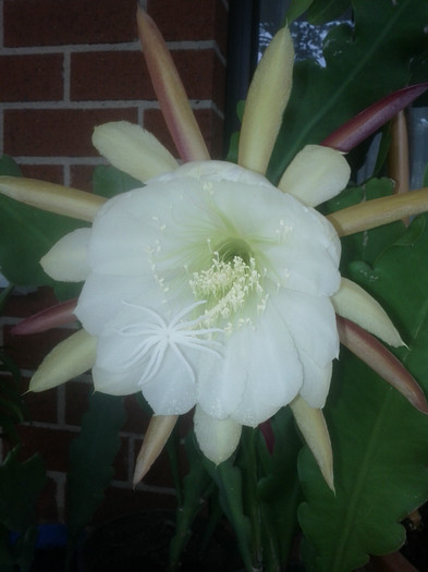  - White epiphyllum