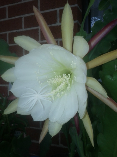  - White epiphyllum