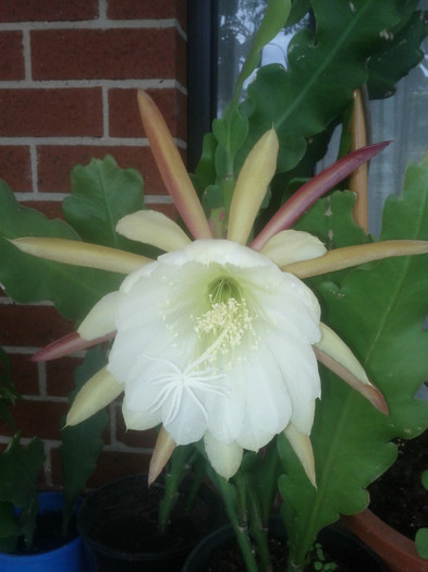 IMG_20111109_105527 - White epiphyllum