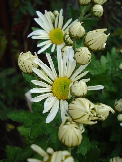 White & Yellow Chrysanth (2009, Oct.25)