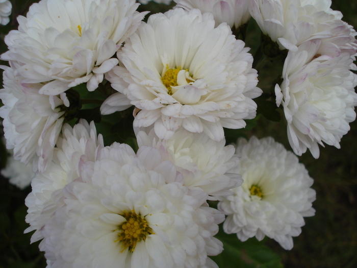 White & Yellow Chrysanth (2009, Nov.12) - White Yellow Chrysanthemum