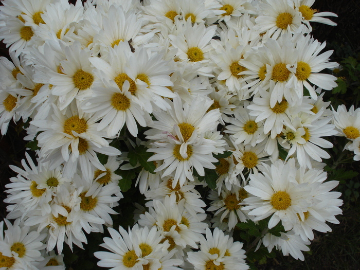 White & Yellow Chrysanth (2009, Nov.12) - White Yellow Chrysanthemum