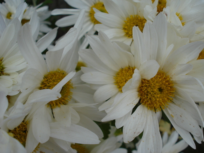 White & Yellow Chrysanth (2009, Nov.12) - White Yellow Chrysanthemum
