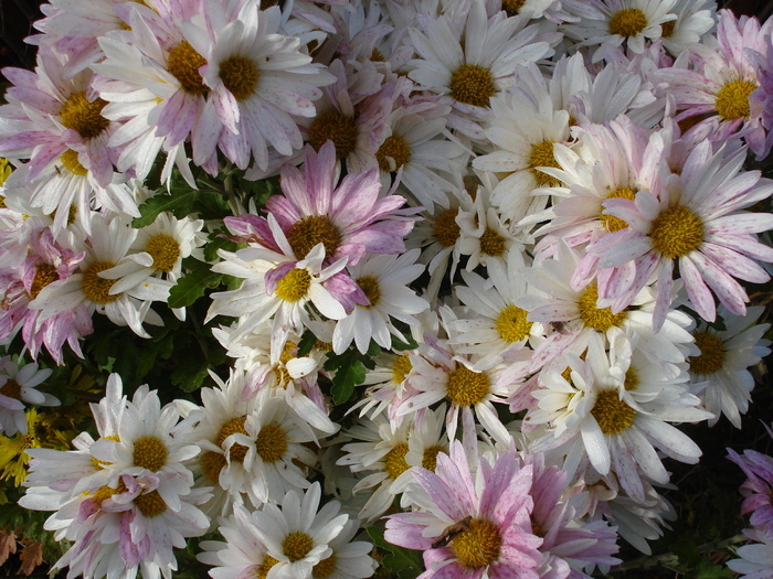 White & Yellow Chrysanth (2009, Nov.21) - White Yellow Chrysanthemum