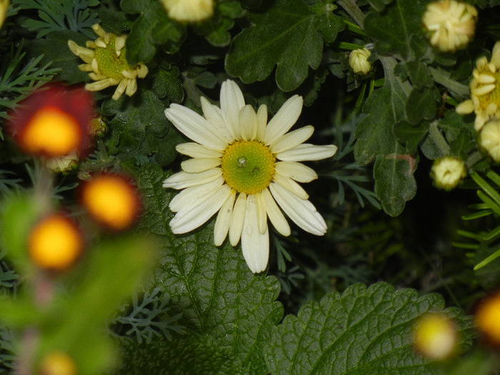 White & Yellow Chrysanth (2011, Nov.02) - White Yellow Chrysanthemum