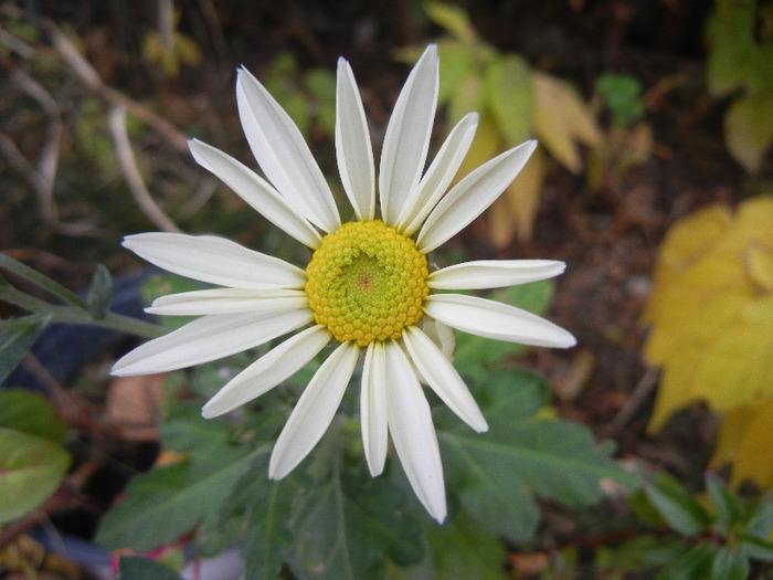 White & Yellow Chrysanth (2011, Nov.07) - White Yellow Chrysanthemum