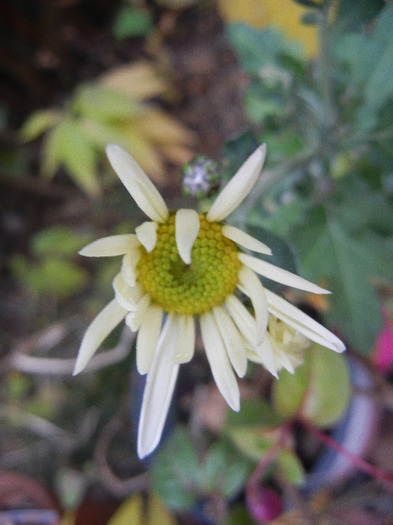 White & Yellow Chrysanth (2011, Nov.07) - White Yellow Chrysanthemum