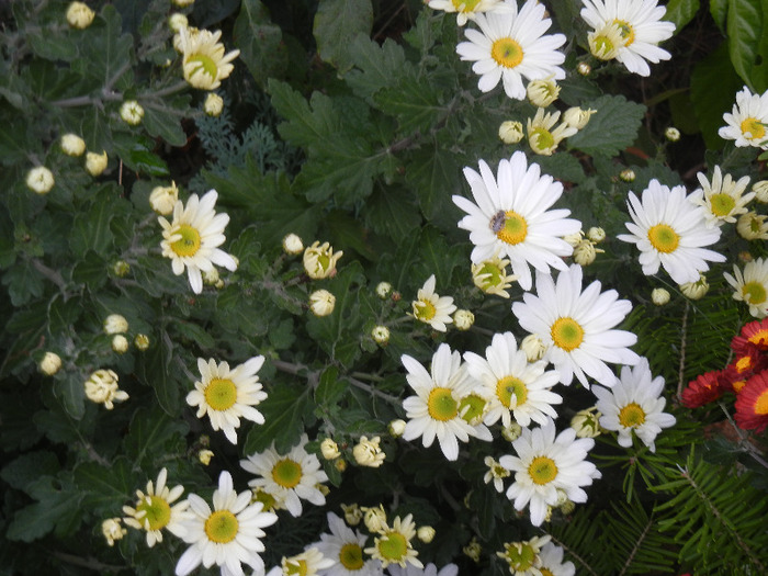 White & Yellow Chrysanth (2011, Nov.07) - White Yellow Chrysanthemum