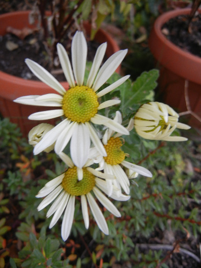 White & Yellow Chrysanth (2011, Nov.07) - White Yellow Chrysanthemum