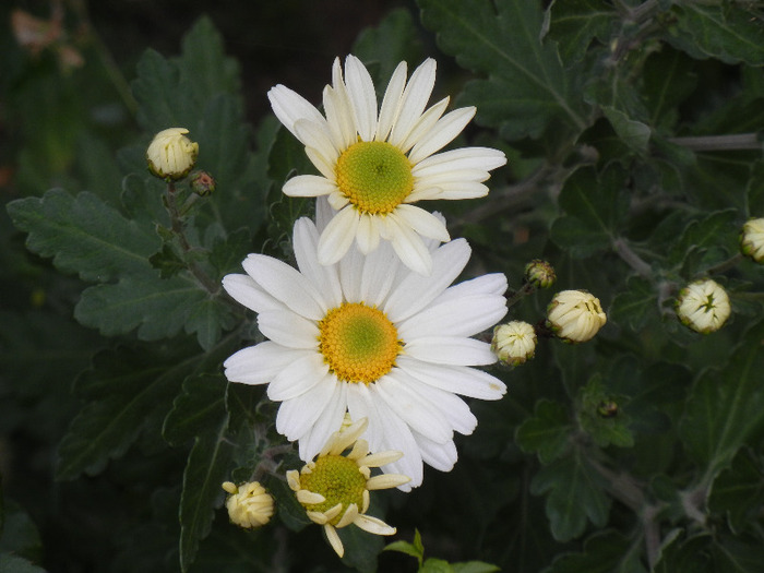 White & Yellow Chrysanth (2011, Nov.07)