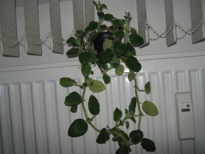 planta mare - nautilocalyx adenosiphon