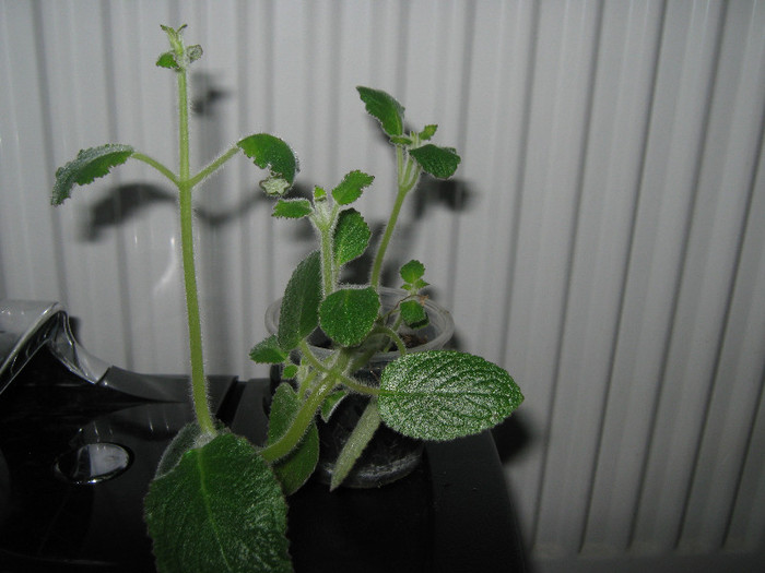 plantuta 2 - nautilocalyx adenosiphon