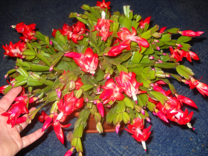 8 noiemb.2011 - Schlumbergera-2010-2013