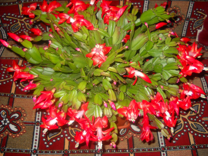 15 Noiembrie 011 - Schlumbergera-2010-2013