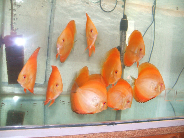 red melon - My Discus fish
