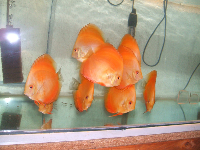 red melon - My Discus fish