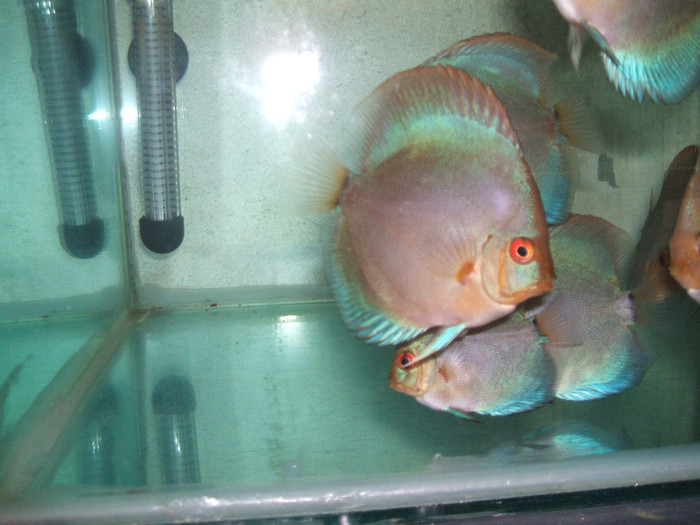 Blue diamond - My Discus fish