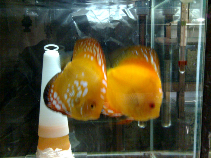 red tangerin - My Discus fish