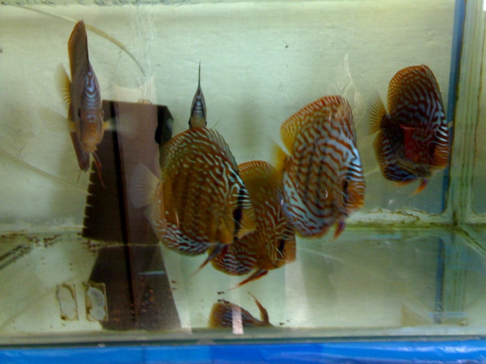 red turquoise - My Discus fish