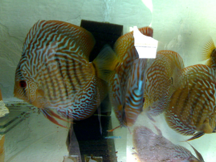 snakeskin - My Discus fish