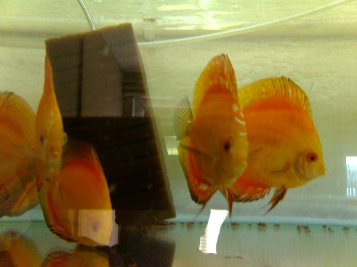 marlboro red&red tangerin - My Discus fish