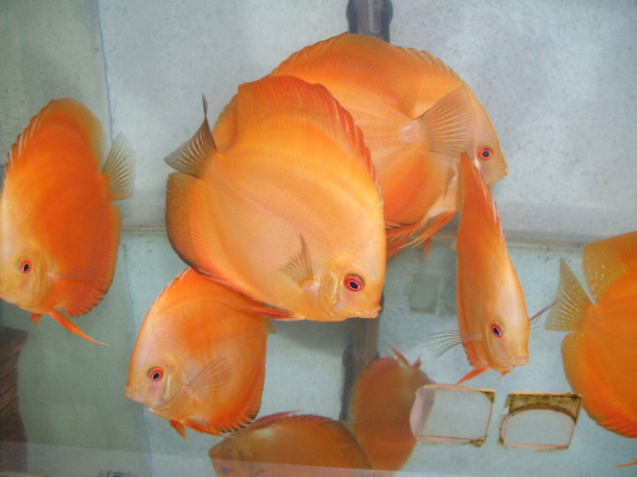 red melon - My Discus fish