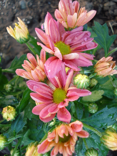 Pink & Yellow Chrysanths (2010, May 11)