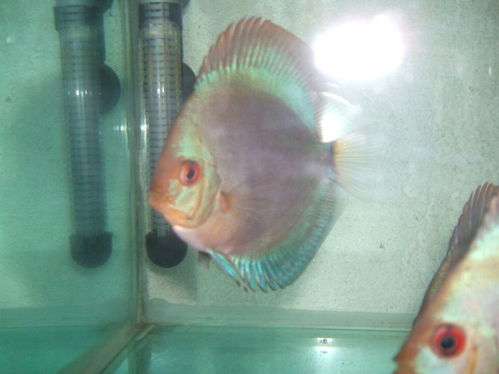 Blue diamond - My Discus fish