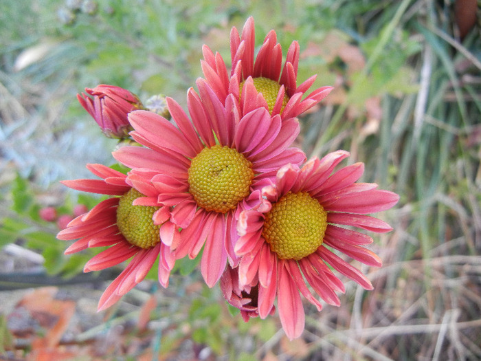 Pink & Yellow Chrysanths (2011, Oct.29) - Pink Yellow Chrysanthemum