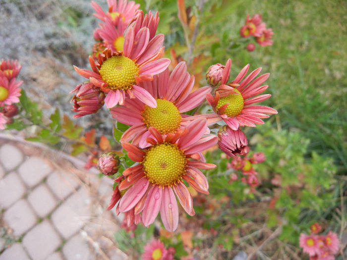 Pink & Yellow Chrysanths (2011, Nov.02)