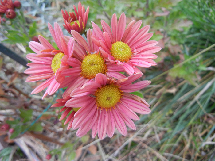 Pink & Yellow Chrysanths (2011, Nov.02) - Pink Yellow Chrysanthemum