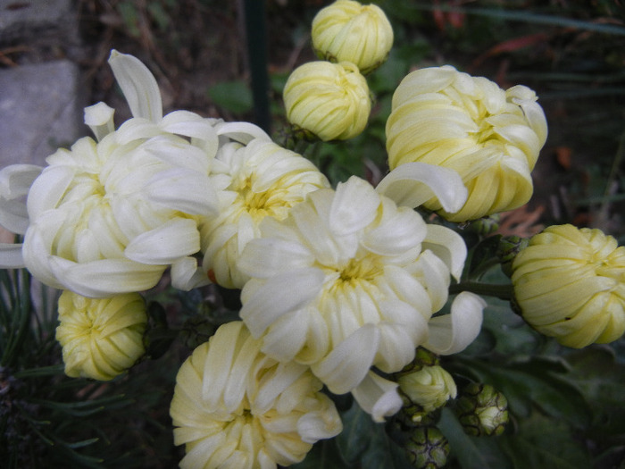 White Chrysanthemum (2011, Nov.07)