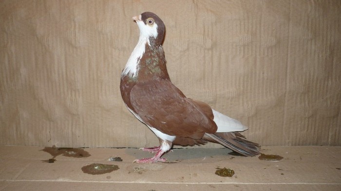 Dat in Bucuresti la Catalin - D- Porumbei JUCATORI DE GALATI VANDUTI Album 1