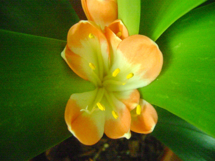 Golden LOB -inflorire extrasezon - CLIVIA