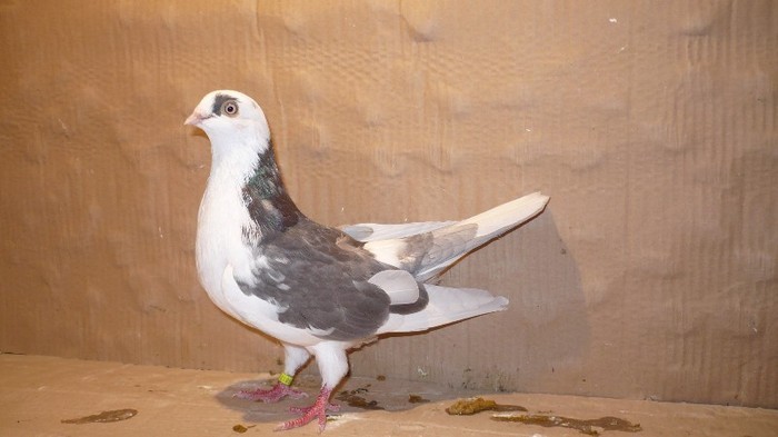 Dat in Mihai-Viteazu - D- Porumbei JUCATORI DE GALATI VANDUTI Album 1