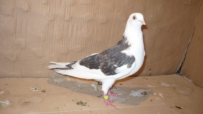 Data in Mihai-Viteazu - D- Porumbei JUCATORI DE GALATI VANDUTI Album 1