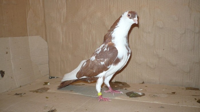 Dat in Mihai-Viteazu - D- Porumbei JUCATORI DE GALATI VANDUTI Album 1