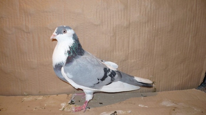 Dat in Mihai-Viteazu - D- Porumbei JUCATORI DE GALATI VANDUTI Album 1