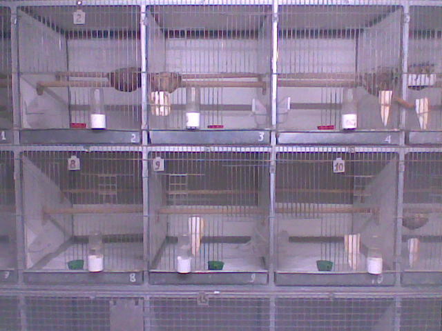 Pregatite pt. reproductie - CANARII MEI