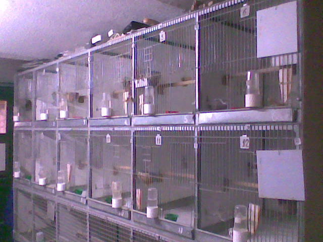 In asteptare pt. reproductie.