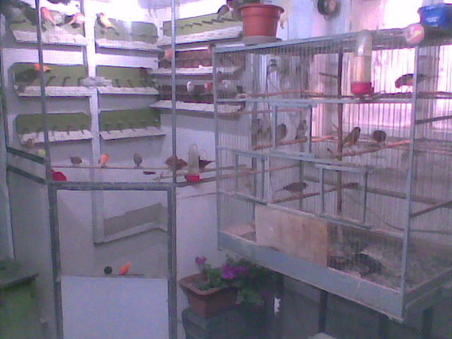 inauntru in voliera..