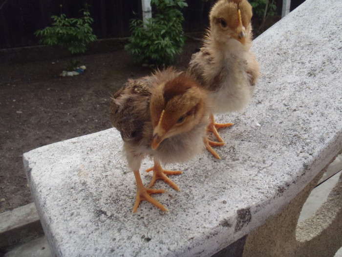 IP-pereche pe catwalk 2011