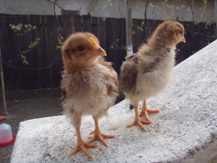 IP-ceva nu e in ordine aici 2011 - 2011