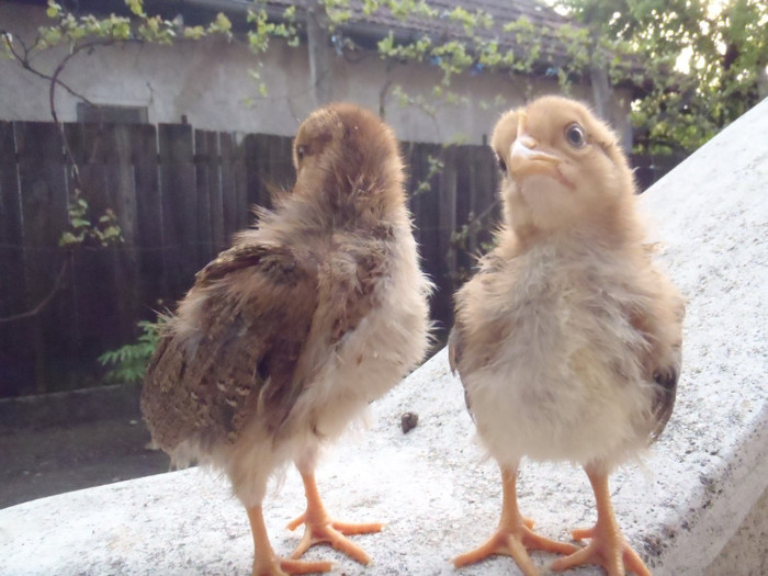 IP-eu tot sunt curios 2011