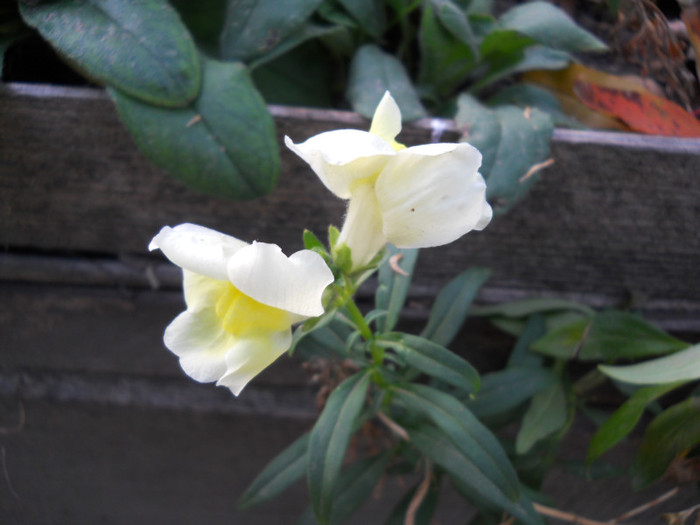 DSCN2158
